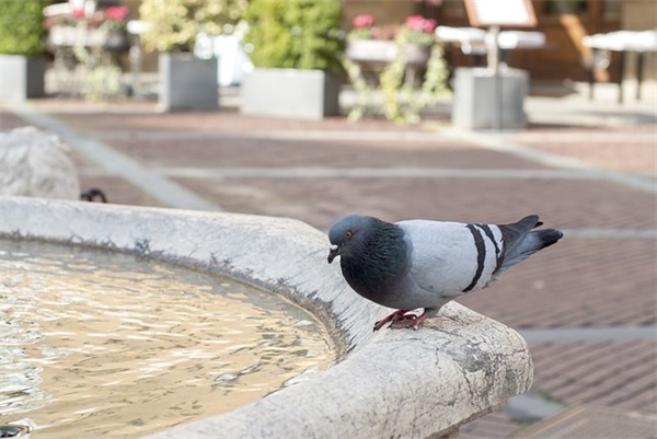 网名带仓鼠的字