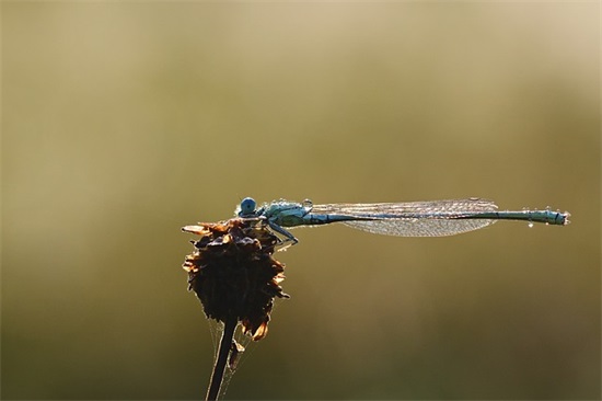 带凌辞的网名大全女生