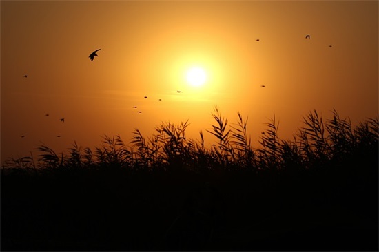 适合卖茶叶的句子 发朋友圈卖茶叶的句子(精选96句)