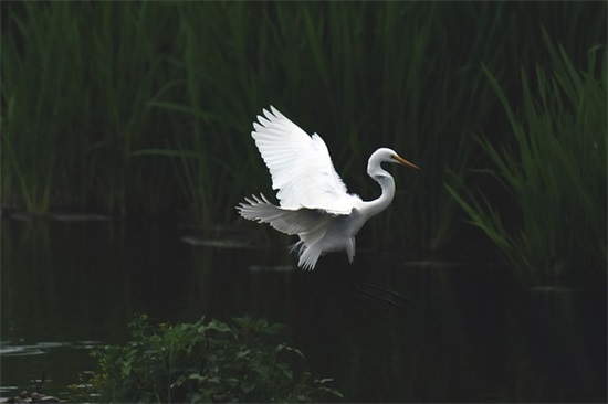 茶道的句子经典语录 茶道经典语录(精选75句)