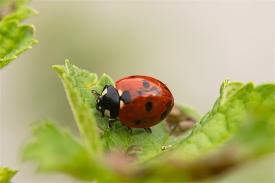 内心纠结的句子