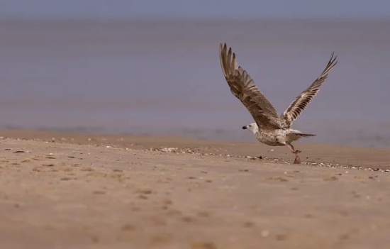 形容女孩外貌的句子 形容狗的外貌特征的句子