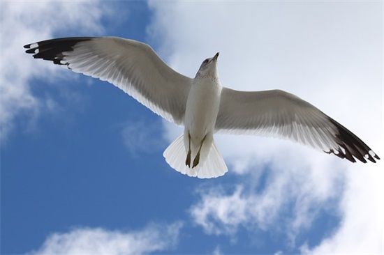 描写蔷薇的诗句有哪些 赞美蔷薇花的句子(精选69句)