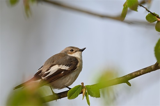 初中毕业给老师的话