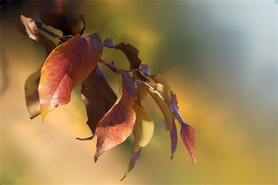 七夕情人节短信大全