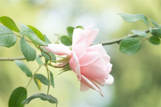 高中家长简短寄语通用(40句)