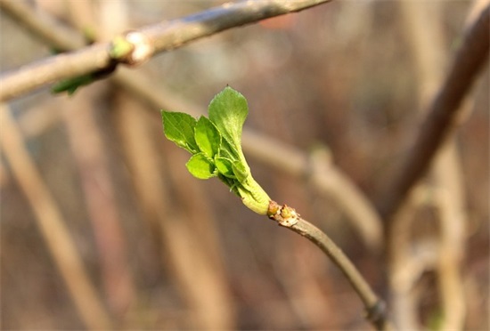 有声有色相关造句