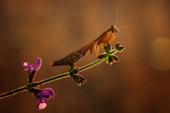 酉阳桃花源导游词