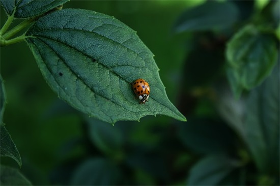 运动会跑400米加油稿