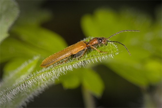 高考大捷祈福语