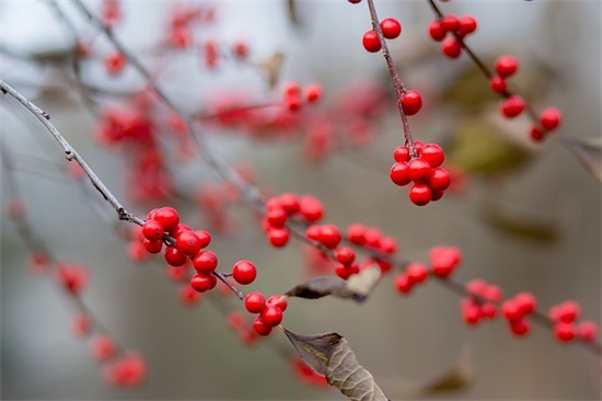 英雄联盟id名字大全_真的不想放大