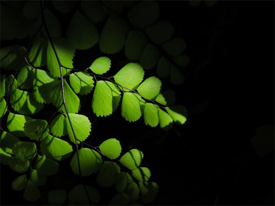 诛仙家族名字400个