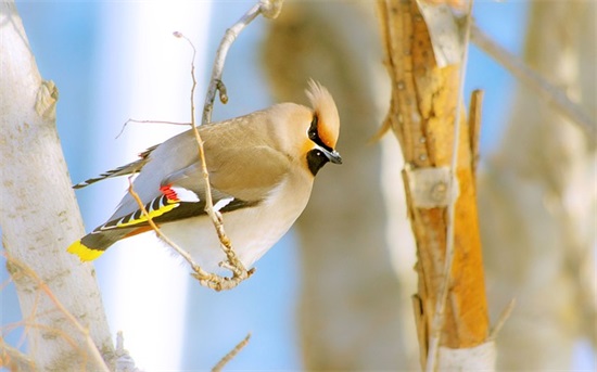 游戏家族名字前缀500个