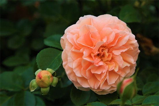 最新整理网络经典名言