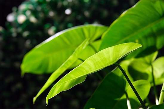 背叛名言名句大全82句