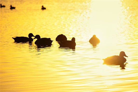 关于老牛吃草歇后语