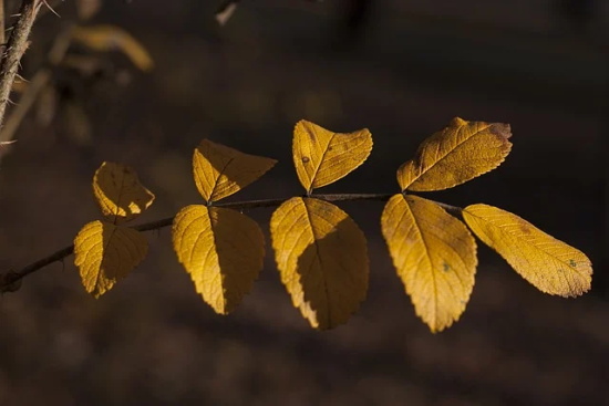 关于油桐花的传说_油桐花的花语