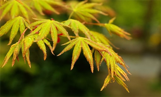 有关泥菩萨过河歇后语