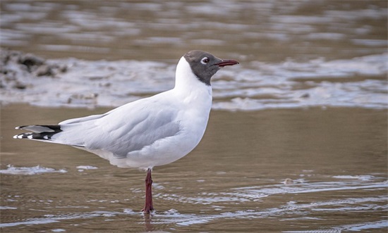 大丰收(猜一字)