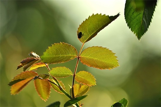 三省吾身(猜一中药名)