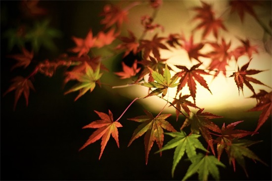 直上云端 (打一字)