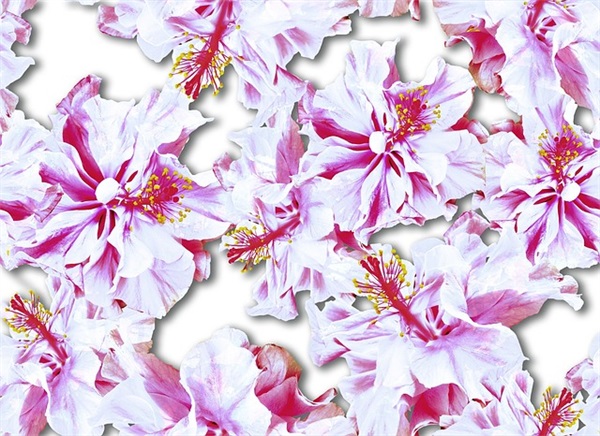 如何炖鱼刺烂肉而不烂呢