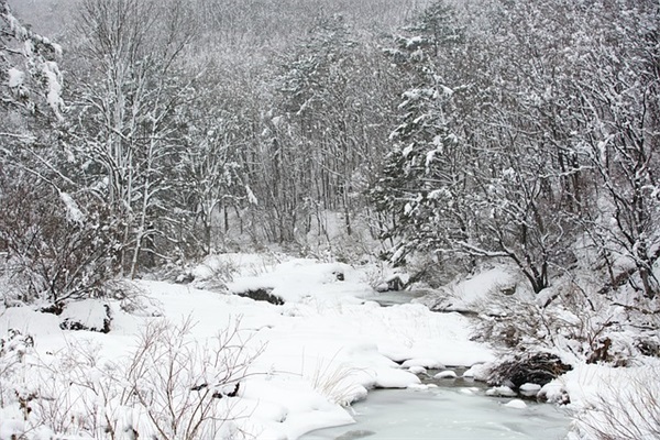 土豆烧鸡的做法大全