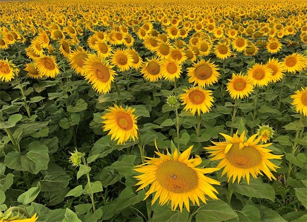 爱你无怨无悔的说说