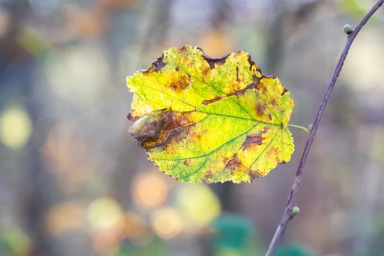 爱你一生不后悔的说说