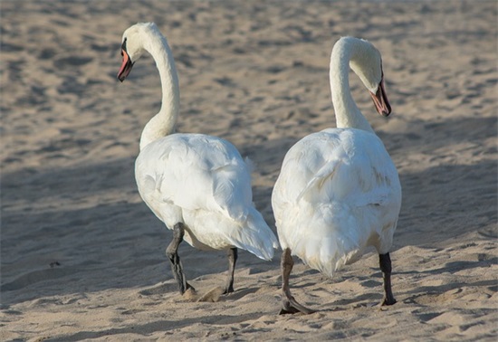 大气寓意好的公司名字306个，免费公司取名字大全