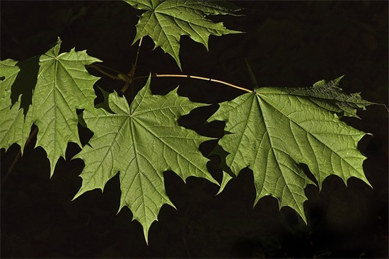 新能源有限公司起名参考300个，新能源公司名称大全集最新