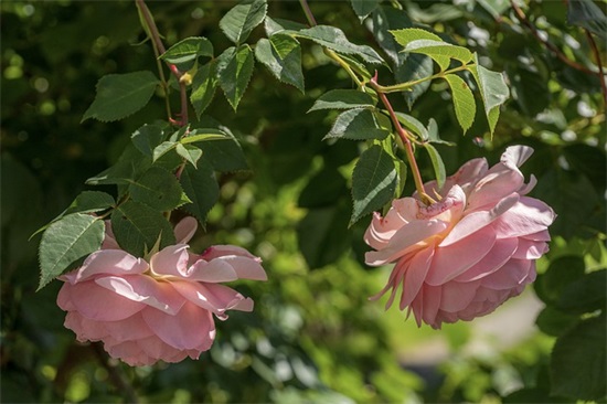 诗经中适合女孩的实用唯美名字