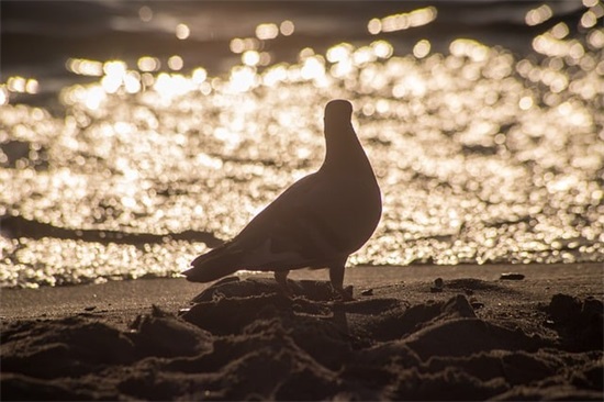 王姓男宝宝取名,王姓男孩起名