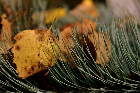 姓田的女孩名字,田姓女生名字大全