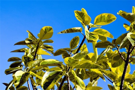 简短英语名言警句励志