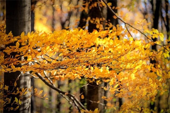 汽车服务公司起名字大全 高端大气的汽车服务公司名字