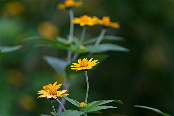 2025年农历十月二十八日出生男宝宝五行（五行缺火男孩起名用字精选）