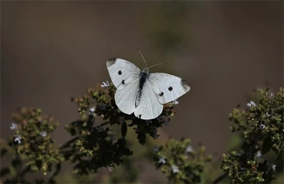2025年清明节气出生男宝宝缺土取名大全集（缺土男孩适合叫什么名字？）