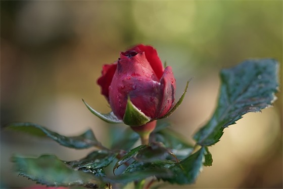 2025年2月4日立春出生萌一点的男孩乳名小名（2025年立春出生宝宝取名技巧）