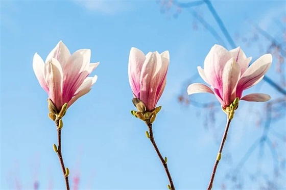 2025年农历七月初七七夕出生的虎宝宝女孩名字大全(2025年农历七月初七七夕出生 2025年农历七月初七七夕出生的虎宝宝女孩名字大全(2025年农历七月初七七夕出生