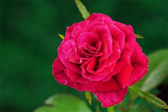 春晚主持稿开场白8篇