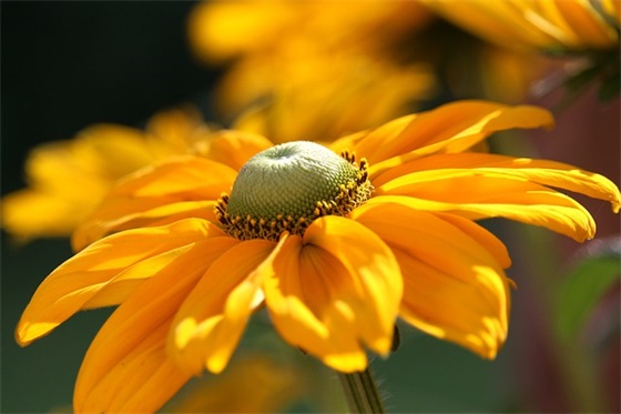 2025年带来好运网名439个,改善运气的网名大全 2025年带来好运网名439个,改善运气的网名大全