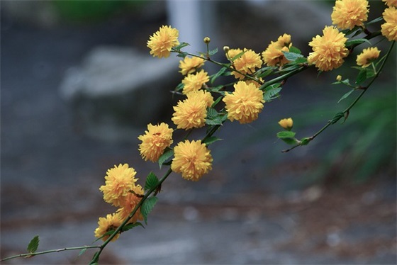 社会实践报告（通用8篇）