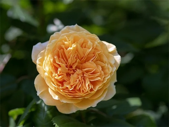 给女朋友道歉信（精选20篇）