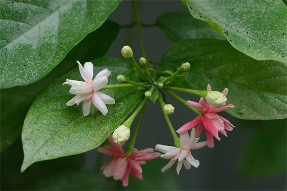 描写坚强意志的名言82句