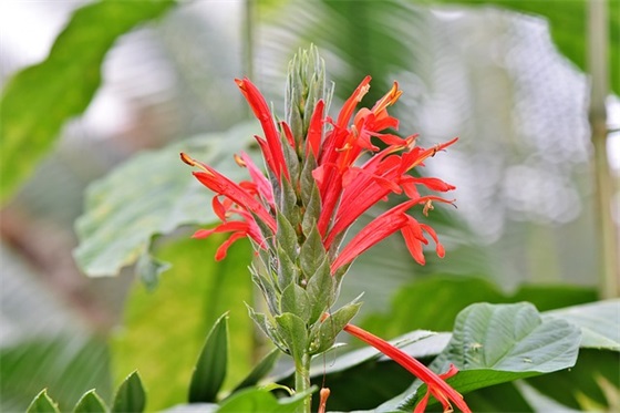 赞美少年的名言70句