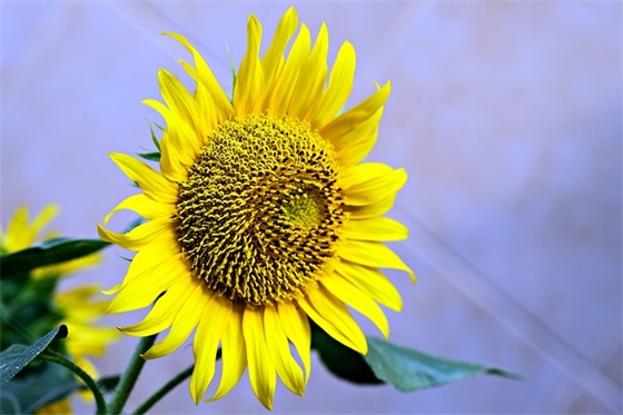 关于教师的名言警句大全