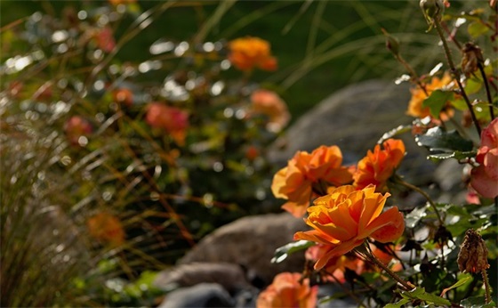 2025年申论名言警句集锦115句