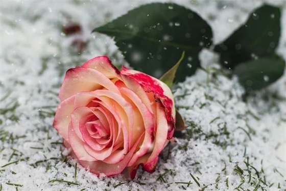 诚实的英文名言