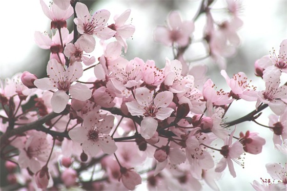 感恩父母的名人名言80句